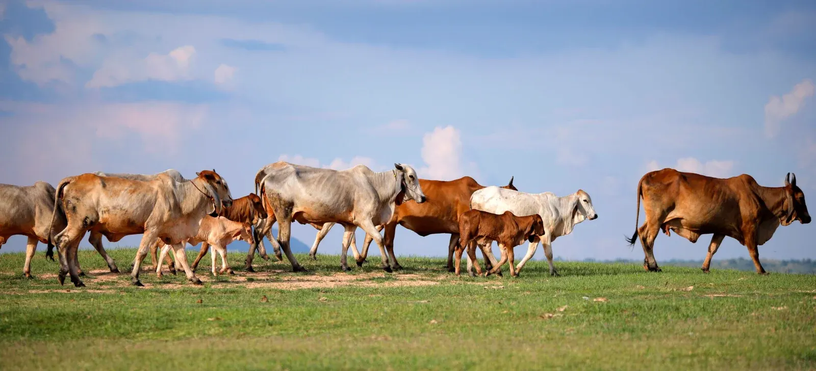 Gau Seva